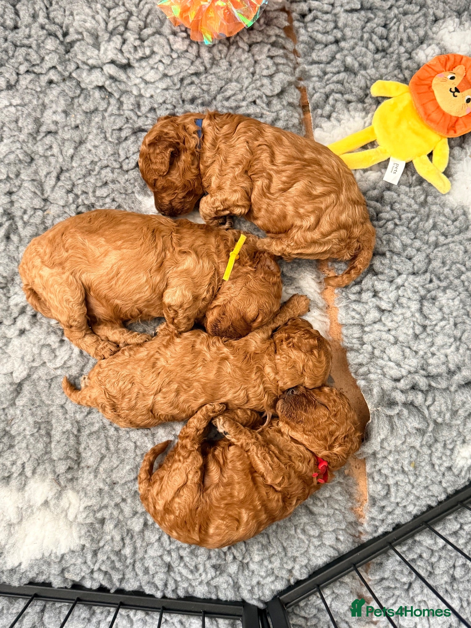 Toy Poodle dogs GORGEOUS RED TOY POODLE PUPPIES FOR SALE  - Advert 4