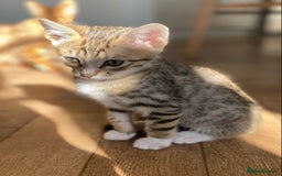 Bengal cats for sale: Divine Half Bengal Girl  - Image 1