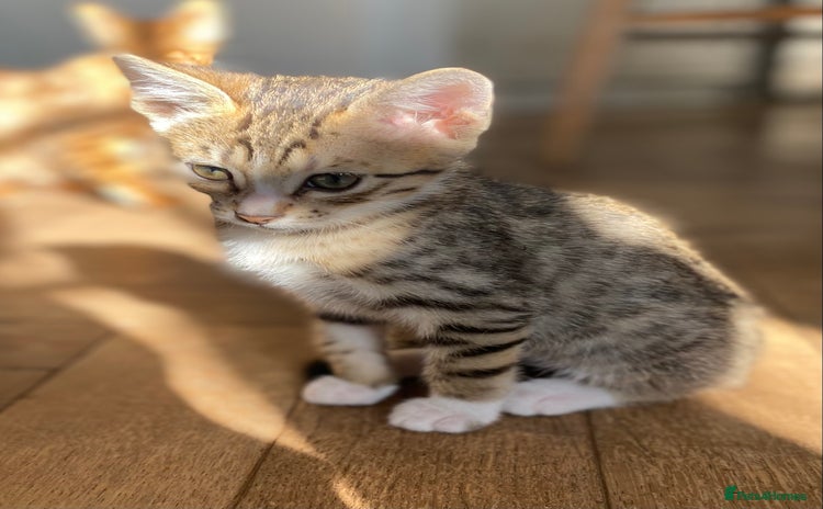 Bengal cats - Advert 2