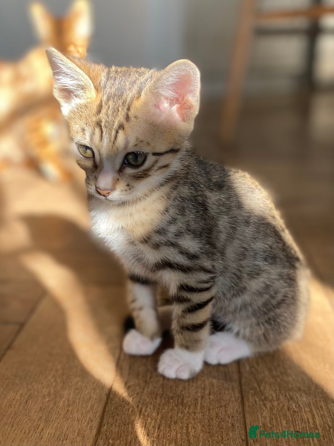 Bengal cats for sale: Divine Half Bengal Girl  - Image 1