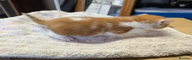 Mixed Breed Kitten 2