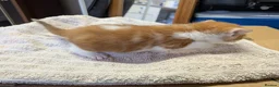 Mixed Breed cats for sale: 4 beautiful kittens for sale  - Advert 12