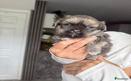 Shih Tzu dogs for sale: SHIT TZU grey puppy - Image 12