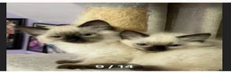 Ragdoll cats for sale: 6th Generation*Pedigree Ragdoll Kittens GCCF&TICA - Advert 9