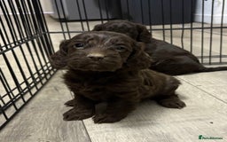 Cockapoo dogs for sale: Lovely Healthy Chocolate Cockapoos Pups - Image 2