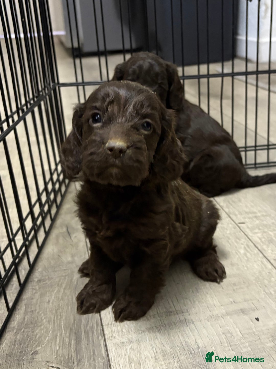 Cockapoo dogs for sale: Lovely Healthy Chocolate Cockapoos Pups - Image 2
