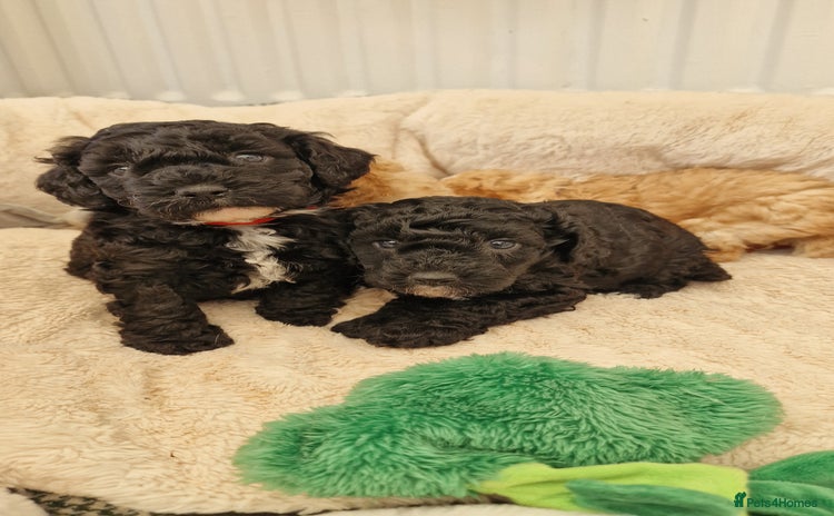 Miniature Poodle dogs - Advert 3