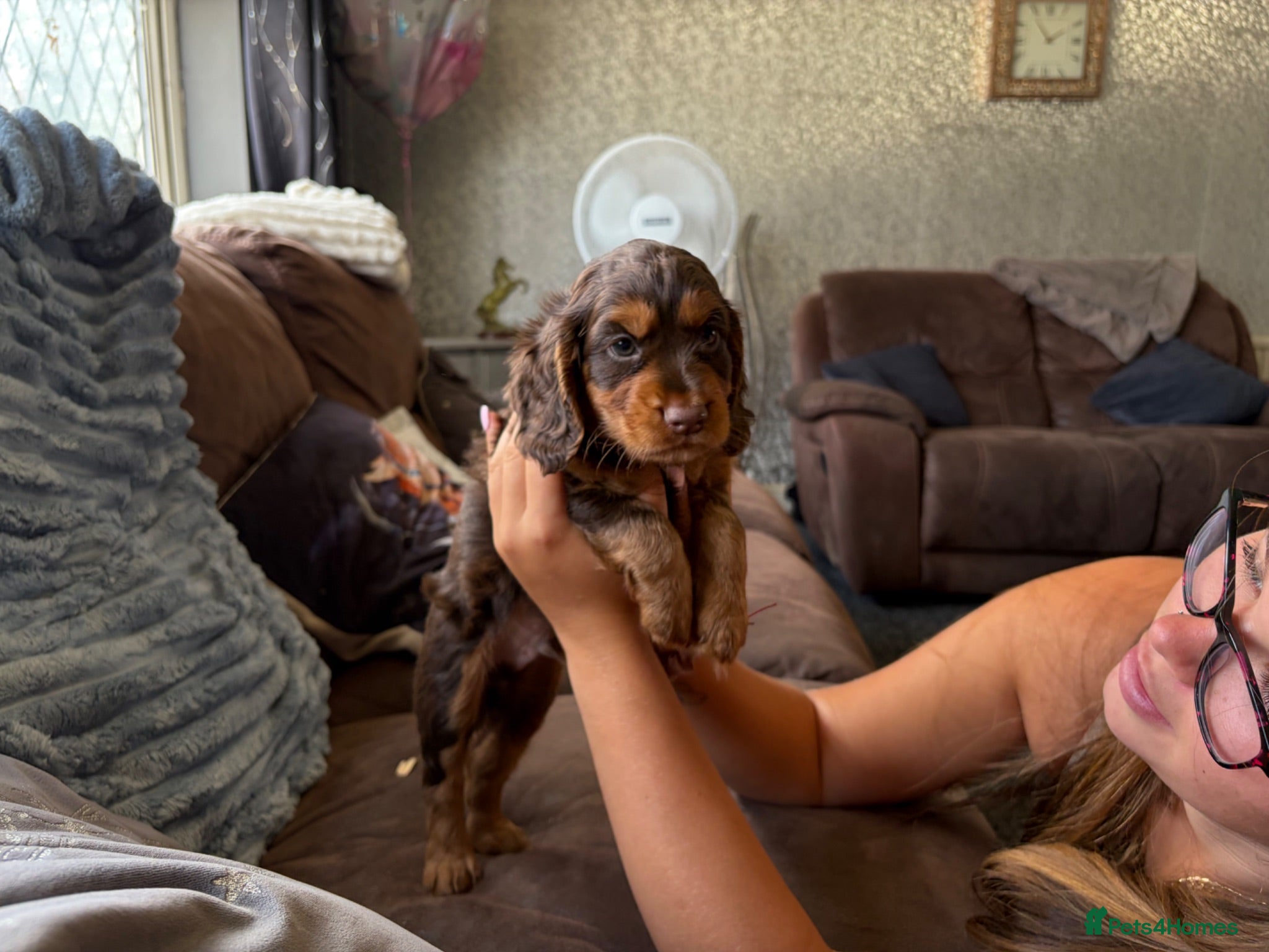 Cocker Spaniel dogs 🐶KC REGISTERED COCKER SPANIEL PUPPYS🐶 - Advert 2