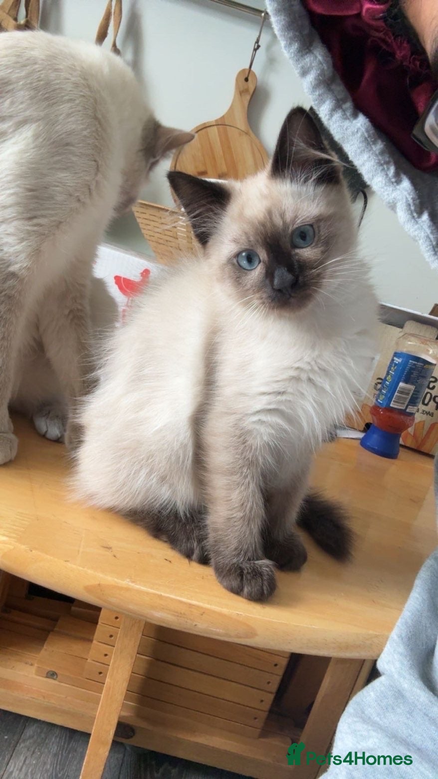 Siamese cats Stunning Siamese Kitten looking for home - Advert 1