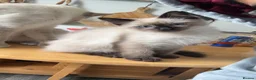 Siamese cats for sale: Stunning Siamese Kitten looking for home in London - Advert 1