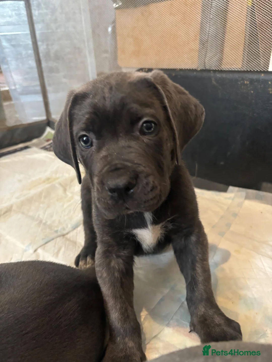 Cane Corso dogs for sale: Beautiful Cane Corso puppies Ready NOW - Advert 2