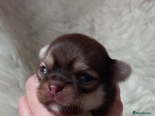 Chihuahua dogs ❤️🔥Dna tested parents❤️🔥Long-coat 2boys 2girls - Advert 7