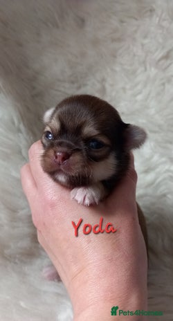 Chihuahua dogs ❤️🔥Dna tested parents❤️🔥Long-coat 2boys 2girls - Advert 14