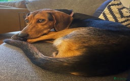 Mixed Breed dogs for adoption: Jilly (Greek Harehound mix) - Image 11