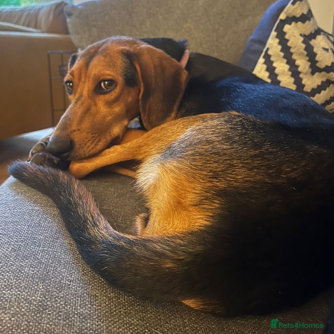 Mixed Breed dogs for adoption: Jilly (Greek Harehound mix) - Image 11