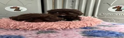 Shih Tzu dogs for sale: 💕Stunning Chocolate Shih Tzu💕 - Advert 12