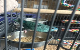 Parakeets birds for sale: Lineoated Parakeet Beautiful Turquoise  - Image 1