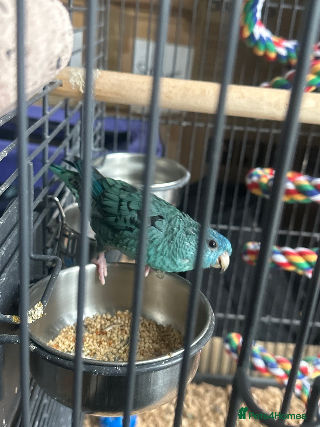 Parakeets birds for sale: Lineoated Parakeet Beautiful Turquoise  - Image 1