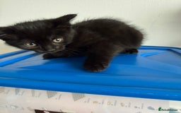 Mixed Breed cats for sale: 2 beautiful kittens looking for a loved homes - Image 2