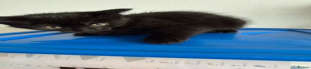 Mixed Breed Kitten 2