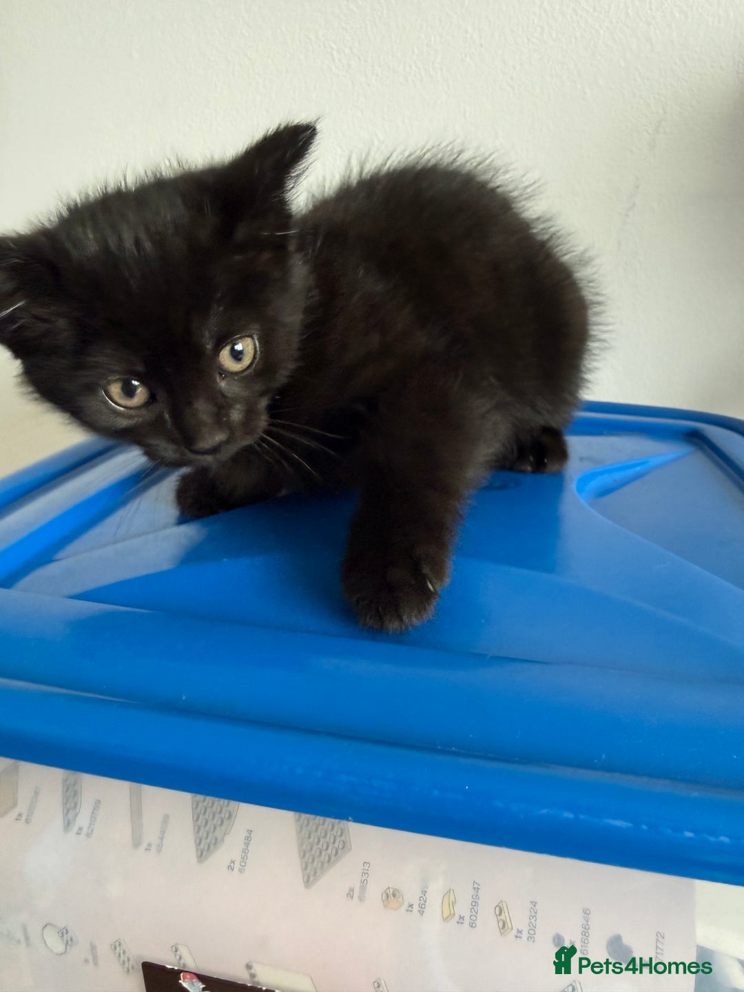 Mixed Breed cats for sale: 2 beautiful kittens looking for a loved homes - Image 2