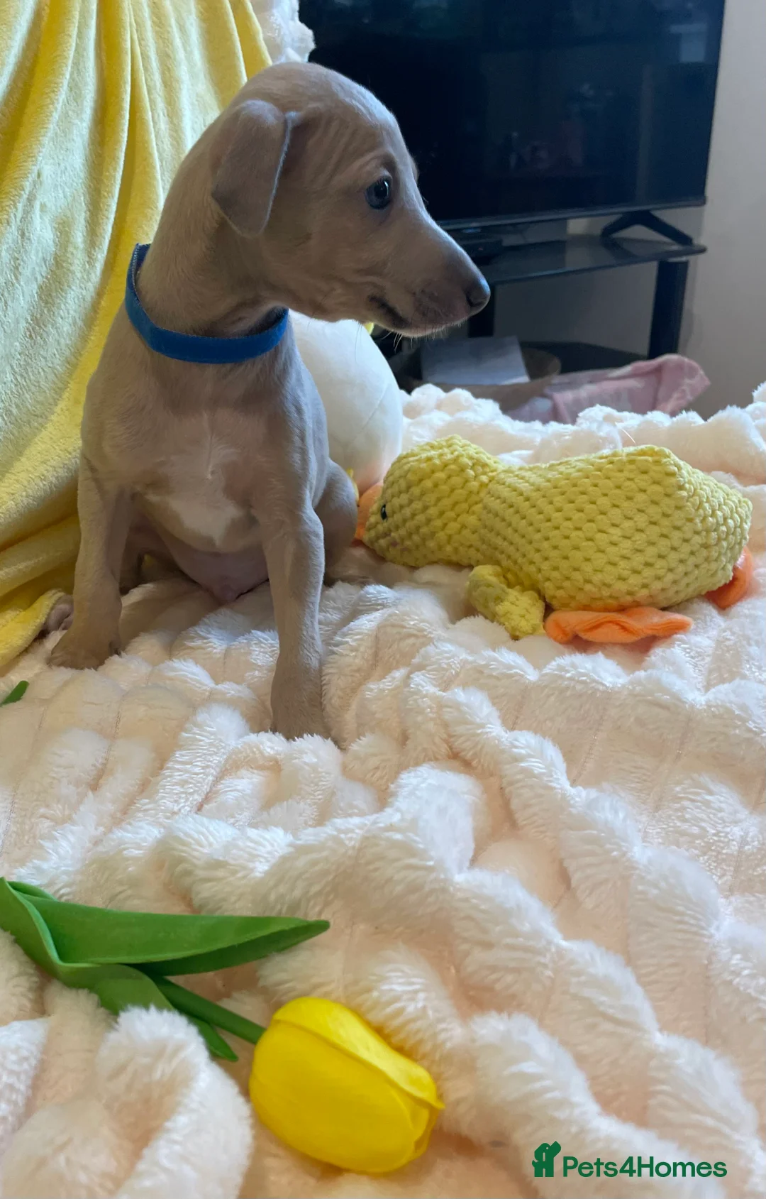 Mixed Breed dogs for sale: Gorgeous 3/4 ITALIAN GREYHOUND pups - Advert 22