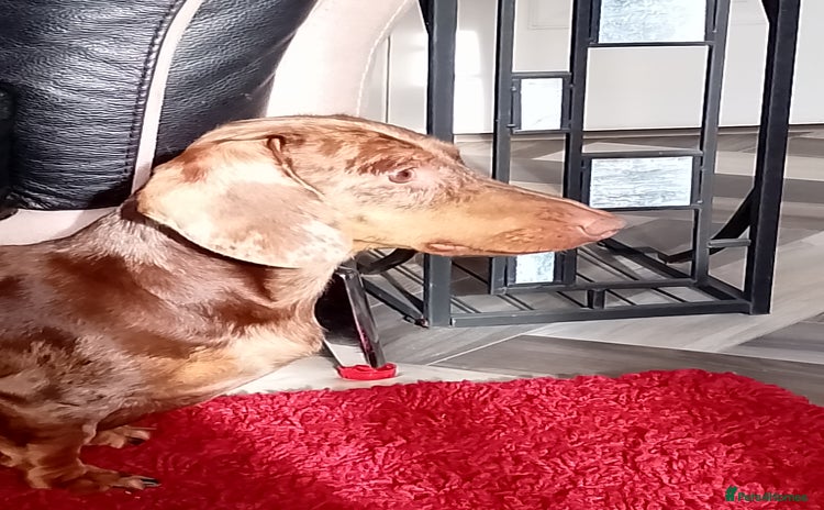 Dachshund dogs - Advert 1