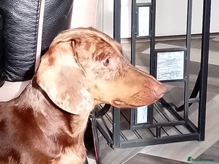 Dachshund dogs - Advert 9