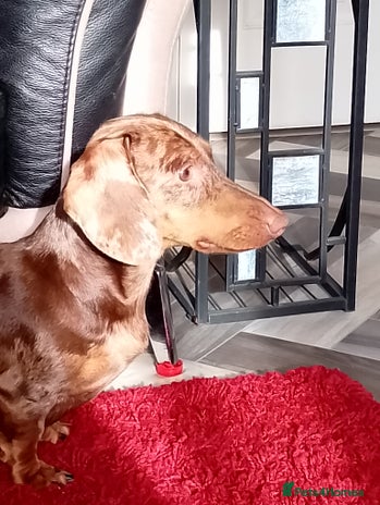 Dachshund dogs - Advert 1