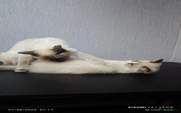 Ragdoll cats for sale: 2😻Ragdoll kittens 💕 - Image 21