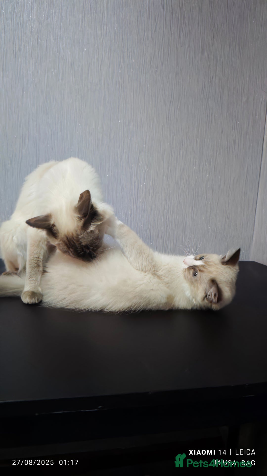 Ragdoll cats for sale: 2😻Ragdoll kittens 💕 - Image 21