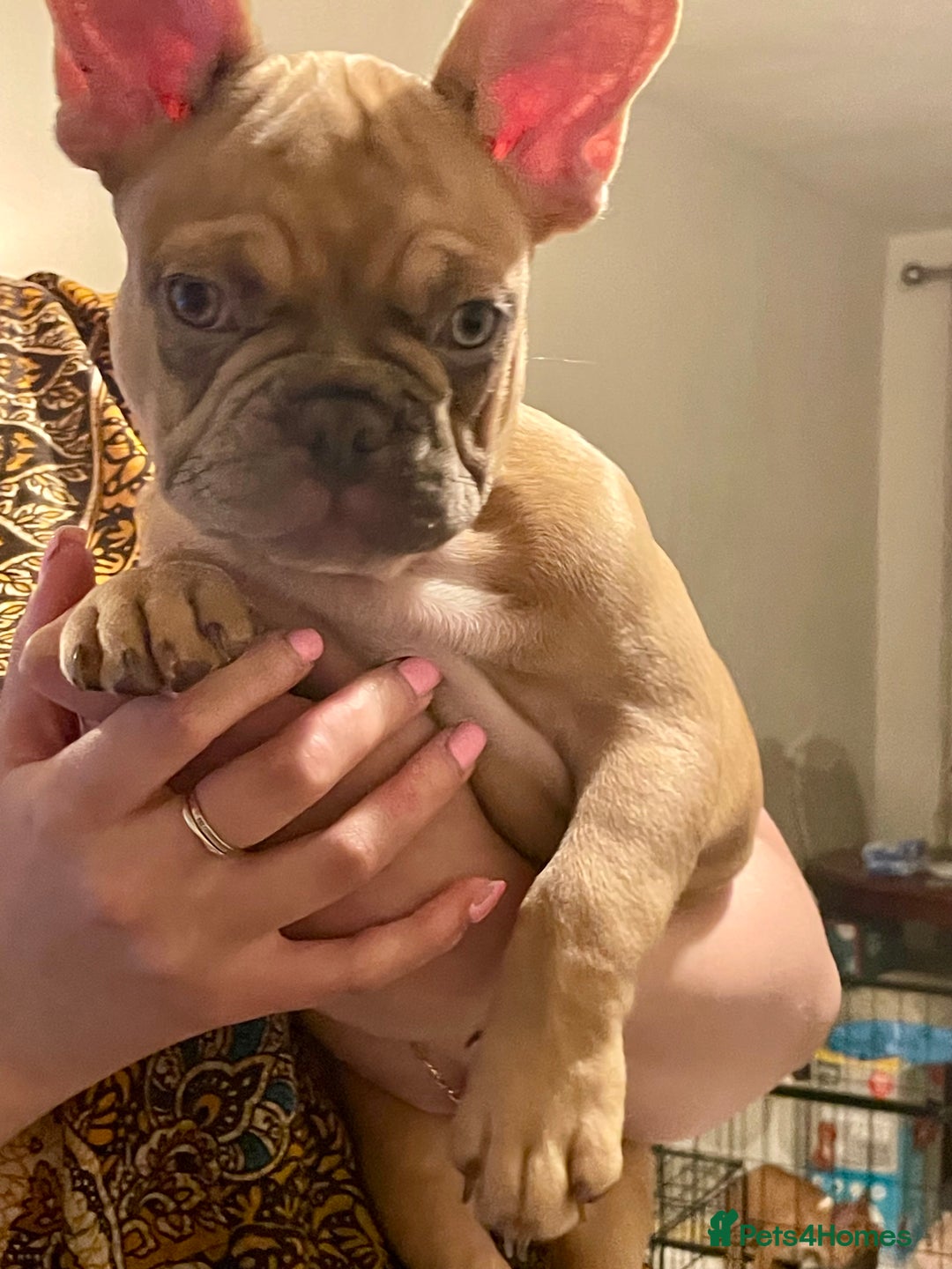 French Bulldog dogs for sale: 🚨🚨adorable French bulldog pups for sale 🚨🚨 - Image 37