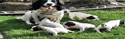 English Springer Spaniel dogs for sale: Springer spaniel puppies  - Advert 5