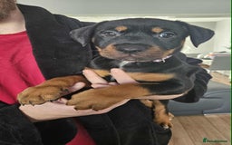 Mixed Breed dogs for sale: Rottweiler x American Staffy Puppies - Image 10