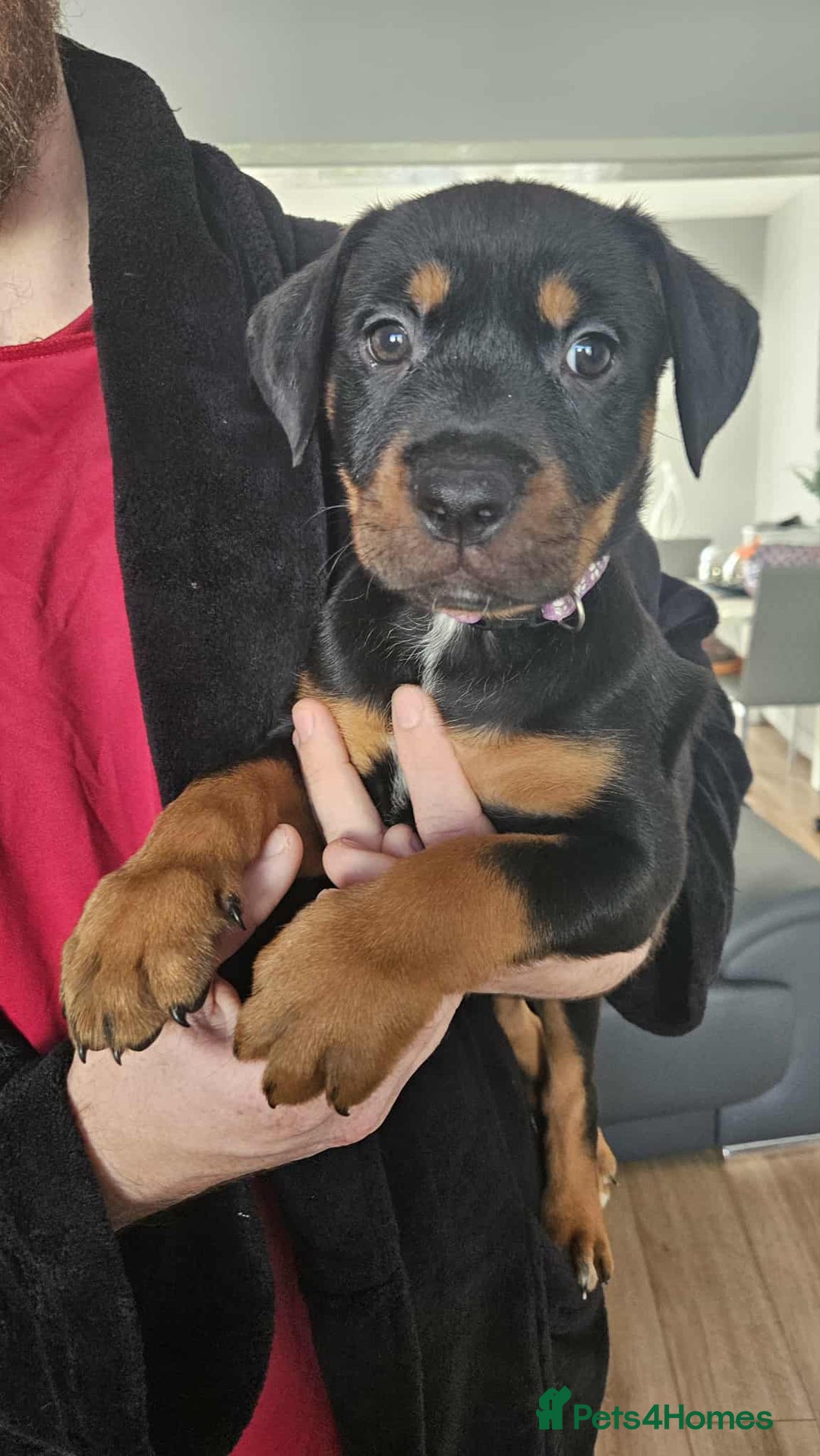 Mixed Breed dogs for sale: Rottweiler x American Staffy Puppies - Image 10