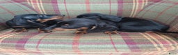 Miniature Dachshund dogs for sale: Black and Tan Miniature Dachshund Puppies 3 Boys - Advert 21