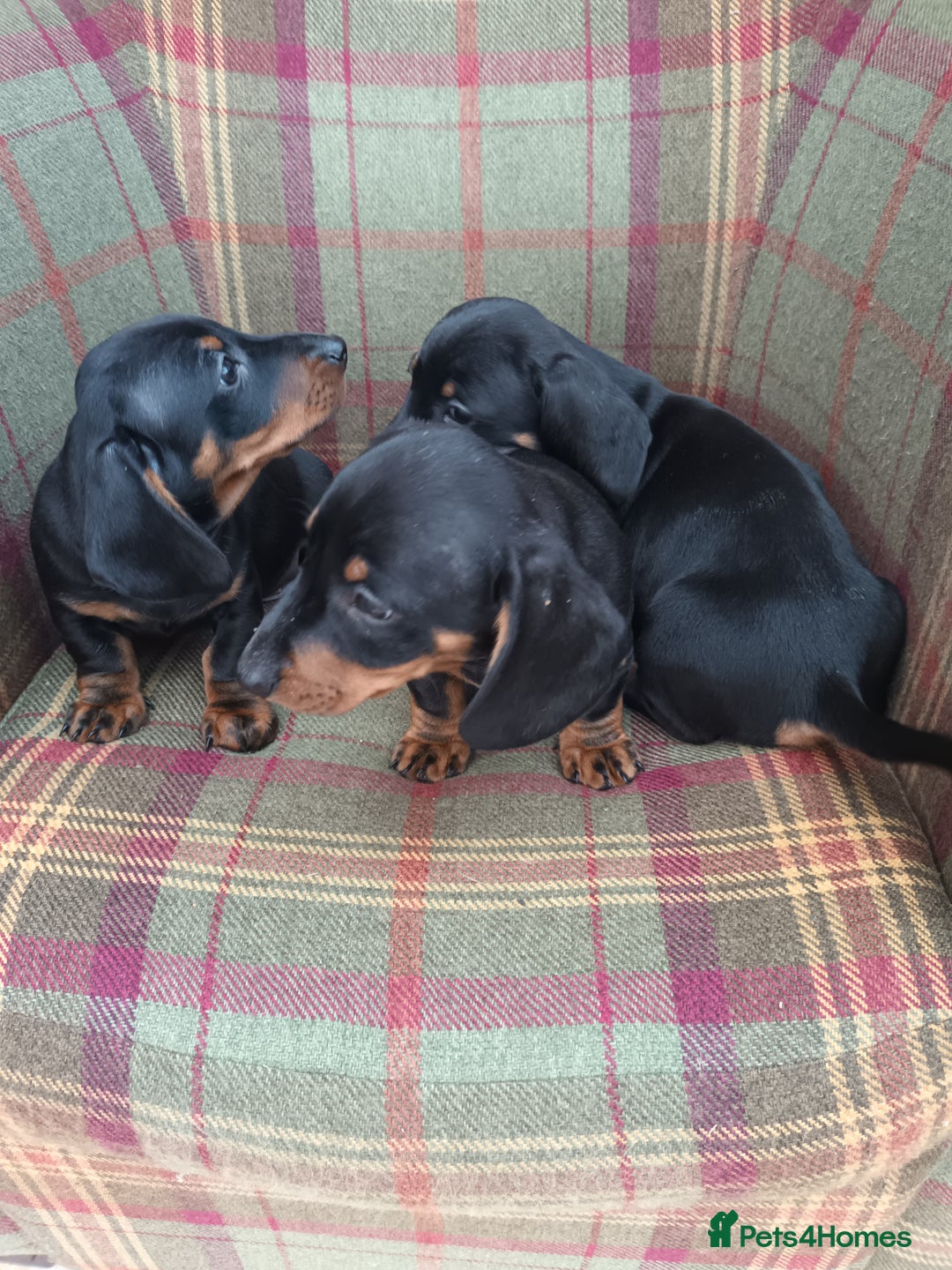 Miniature Dachshund dogs for sale: Black and Tan Miniature Dachshund Puppies 3 Boys - Advert 21
