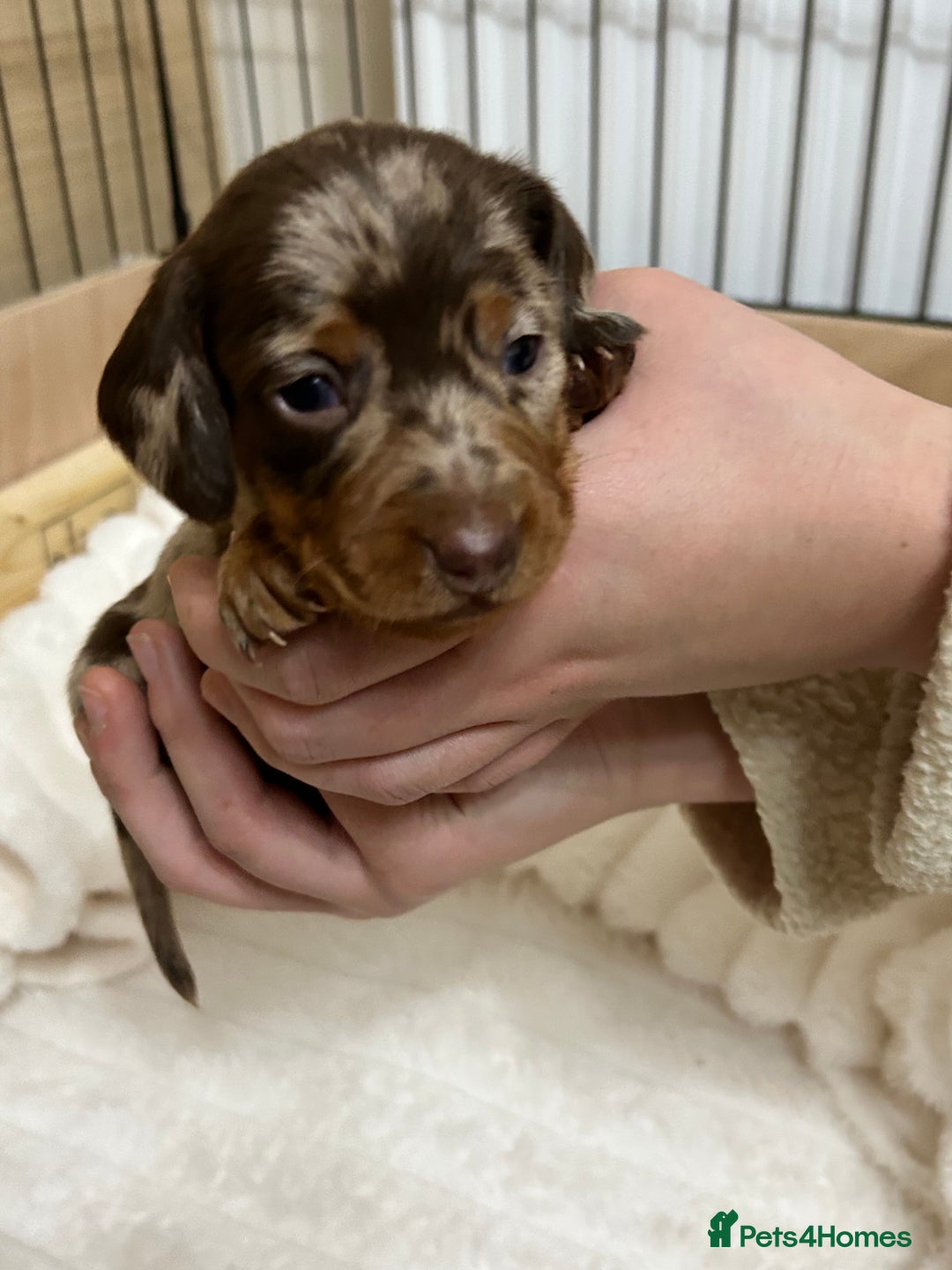 Miniature Dachshund dogs for sale: Miniature Dachshunds Ready 6th Feb  - Advert 17