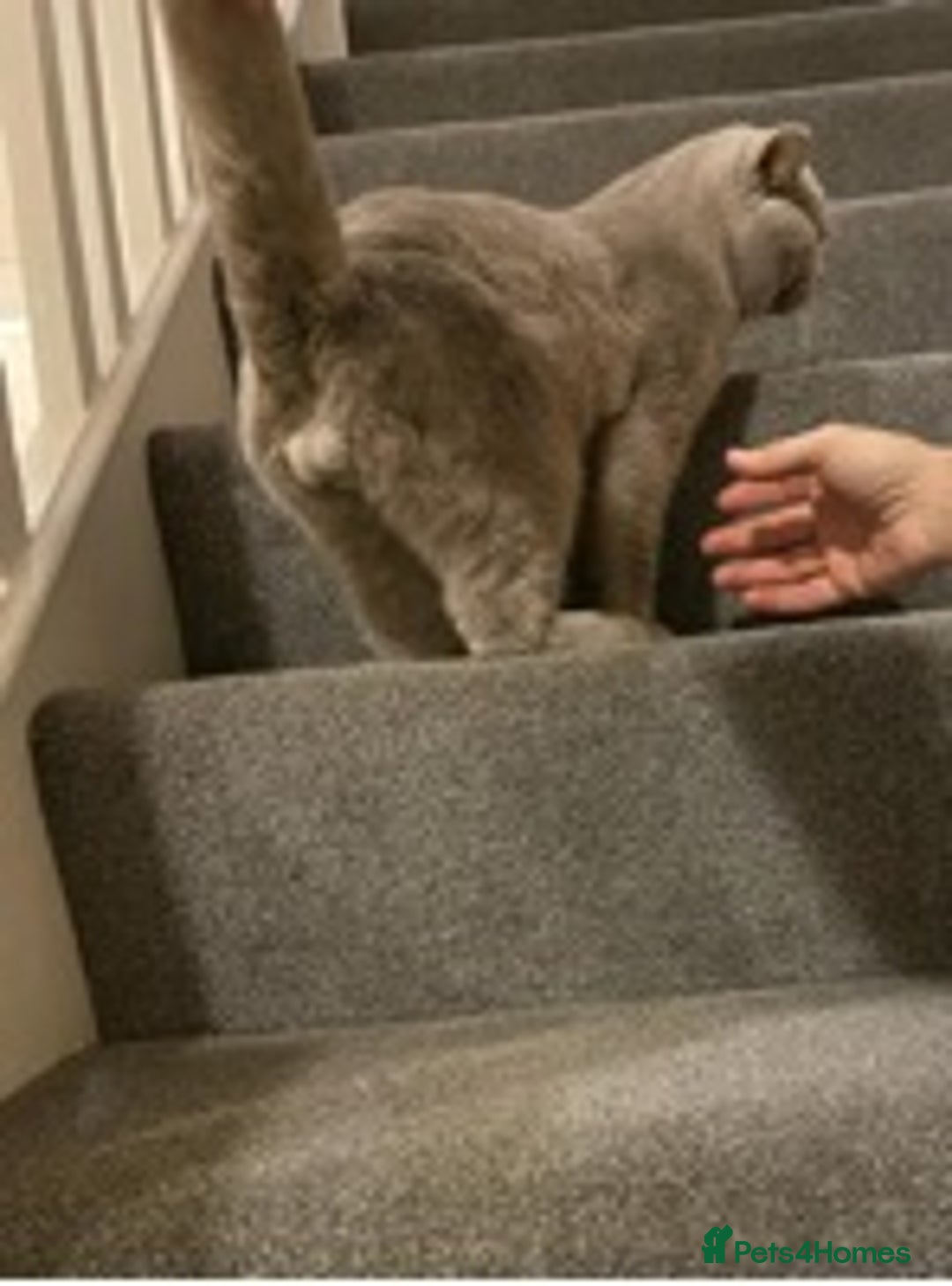 British Shorthair cats for stud: STUD ONLY in Huddersfield - Image 13