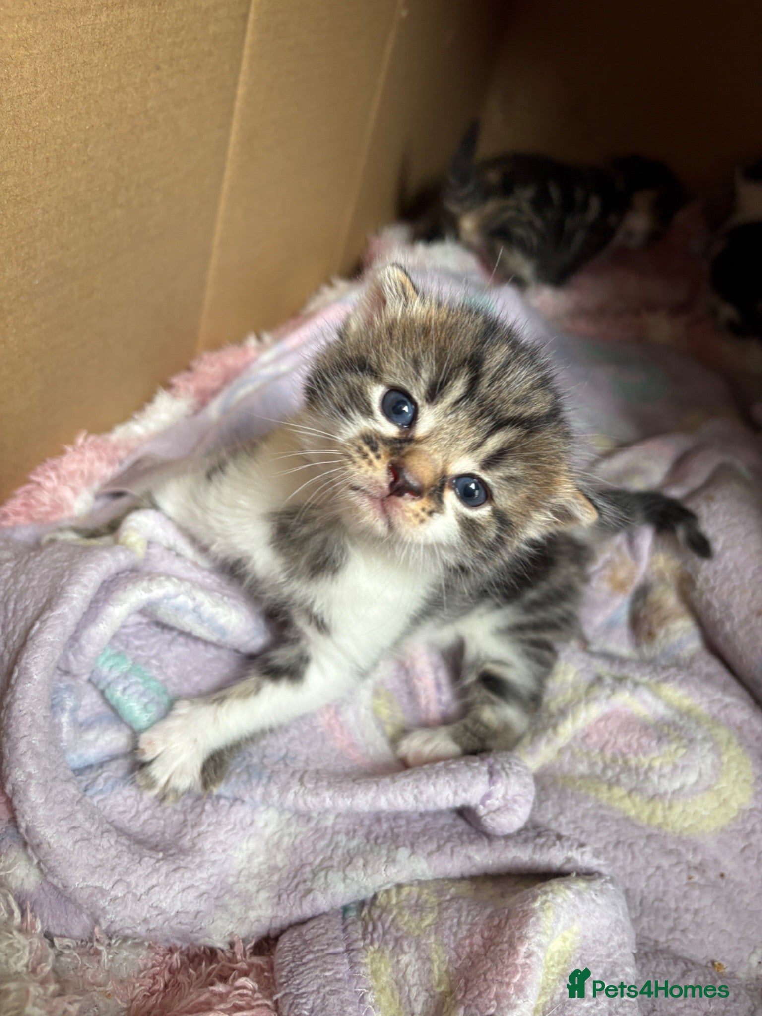 Mixed Breed cats 3 tabby 3 black and white - Advert 2