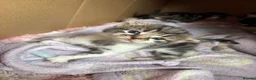 Mixed Breed cats for sale: 3 tabby 3 black and white - Advert 1