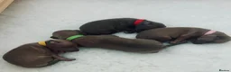 Italian Greyhound dogs for sale: KC registered Beautiful pups - Advert 14