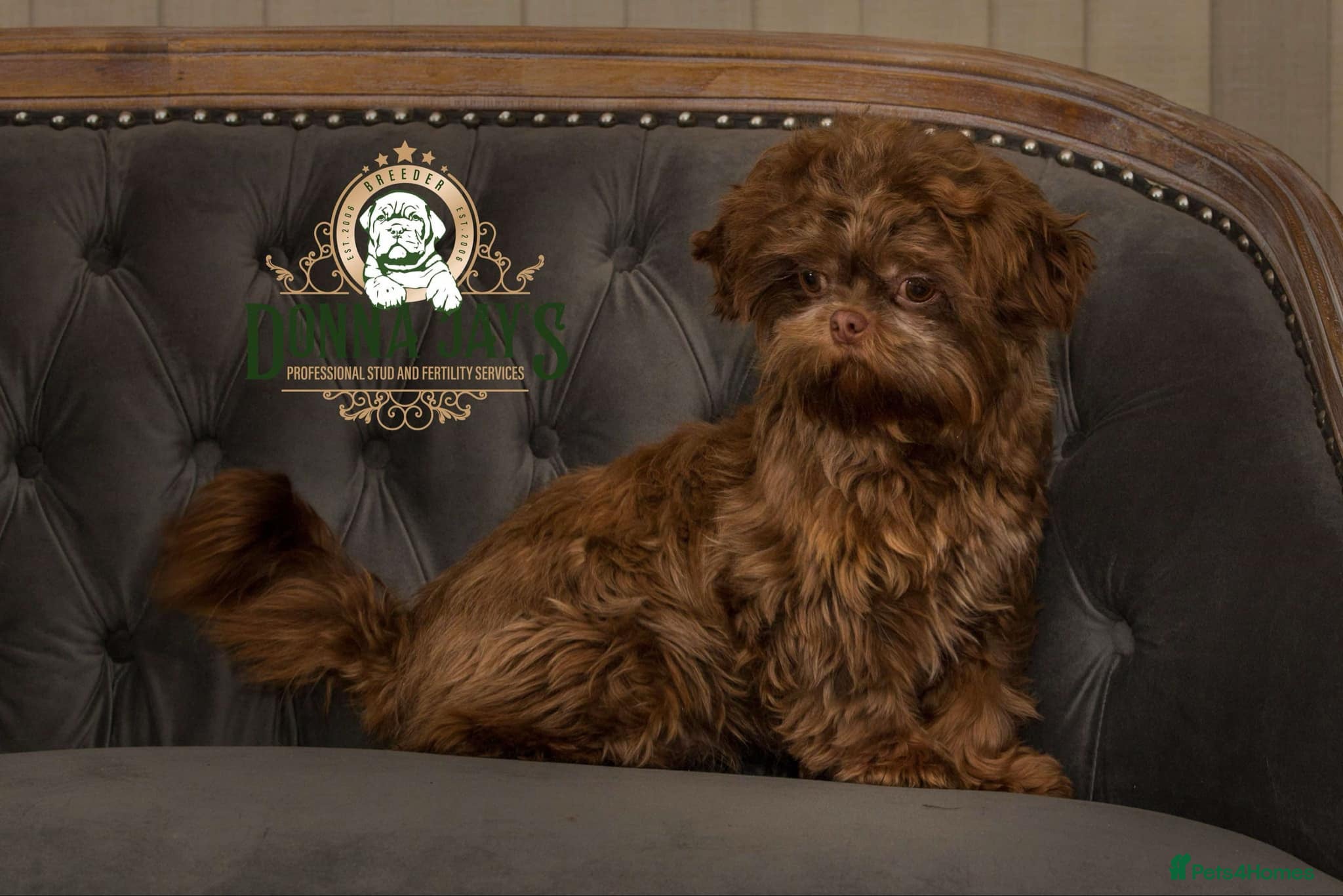 Shih Tzu dogs DonnaJays Professional stud service in Stafford - Advert 12