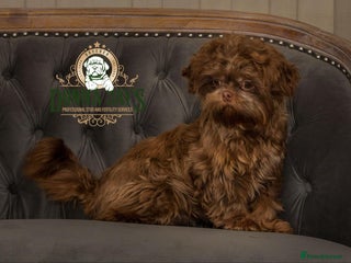 Shih Tzu dogs in Stafford - Advert 3
