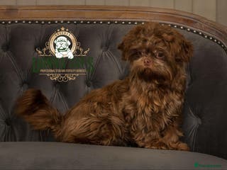 Shih Tzu dogs DonnaJays Professional stud service in Stafford - Advert 16