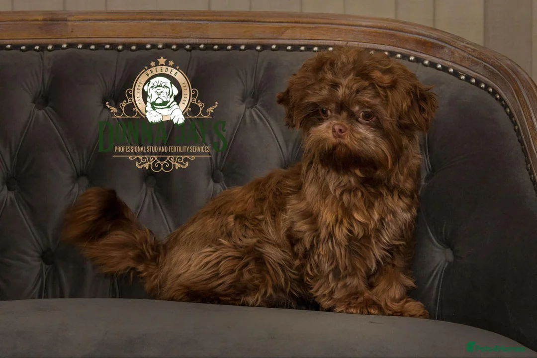 Shih Tzu dogs for stud: DonnaJays Professional stud service in Stafford - Advert 1