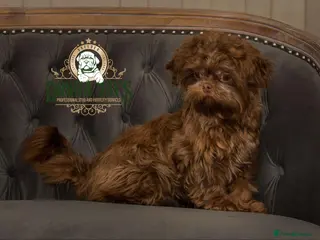 Shih Tzu dogs DonnaJays Professional stud service in Stafford - Advert 7