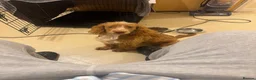Cockapoo dogs for sale: Unfortunate rehome - Advert 2
