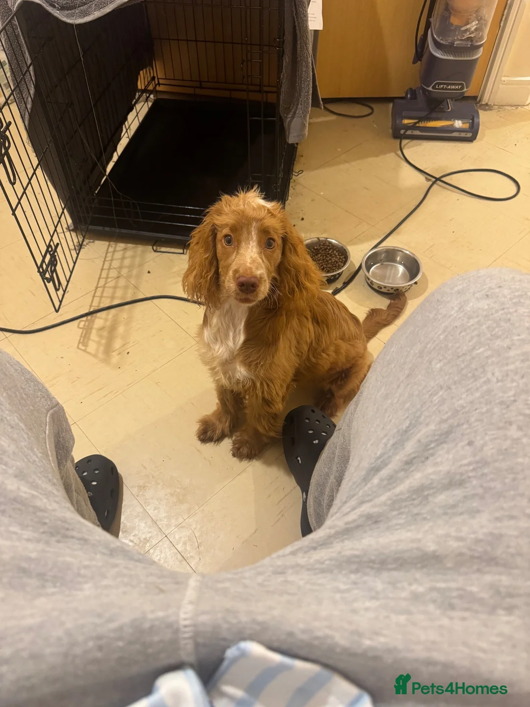 Cockapoo dogs for sale: Unfortunate rehome - Advert 2