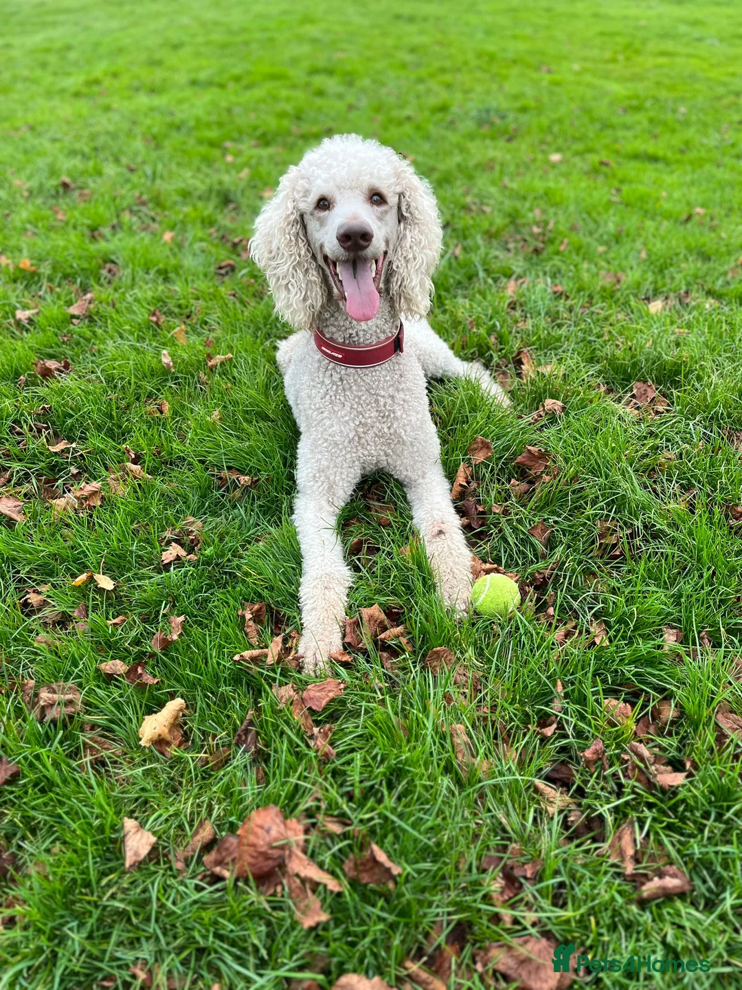 Standard Poodle dogs for stud: Standard Poodle for Stud - Advert 4